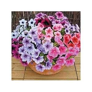 100+ Adet Dalgal� Dev �i�ekli Petunya Superbissima Tohumu