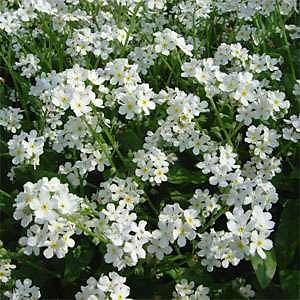 50+ Adet Beyaz �i�ekli Beni Unutma �i�ek Tohumu