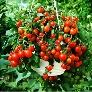 10+ Adet Gartenperle Ger�ek Sarkan Domates Tohumu- Geleneksel Alman Domatesi