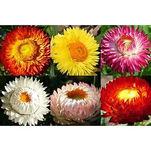 50+ Adet Strawflower- �l�ms�z �i�ek Tohumu - Katmerli �i�ekli