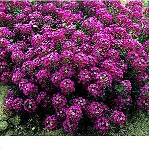 500+  Adet Alyssum Pembe �i�ekli Bitki Tohumu- Kokulu �i�ekler