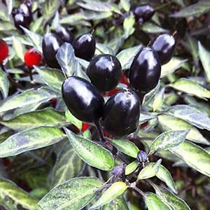 5 Adet Siyah Zeytin Ac� Biber Tohumu