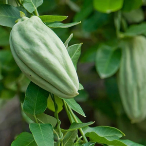 20+ Adet A�a� Bamyas� Tohumu