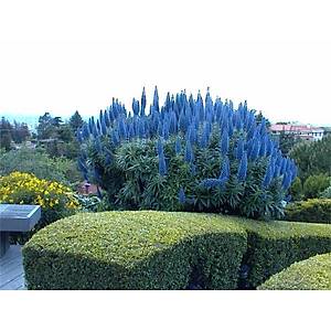 10+ Adet Muhte�em Mavi Madeyra Bitkisi Tohumu