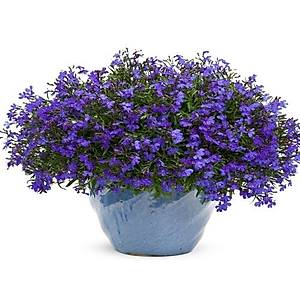 1200+ Adet Lobelya Bitkisi Tohumu- Sarkan Mor �i�ekli