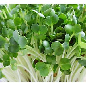 150+ Adet  Turp Filizi Tohumu