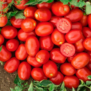 10+ Adet Rio Grande Sal�al�k Domates Tohumu- Geleneksel