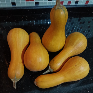 5 Adet Atal�k Yerli Armut Bal Kaba�� Tohumu