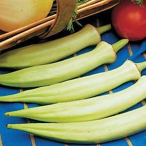 10+ Adet G�m�� Krali�e Gurme Bamya Tohumu