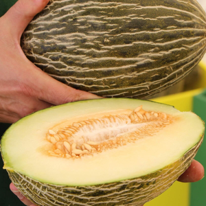 10+ Adet Piel De Kapo Kavun Tohumu - Geleneksel