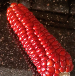 10+ Adet Atal�k K�rm�z�  M�s�r Tohumu