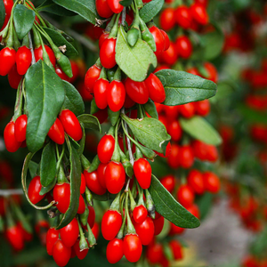 25+ Adet Mucize Bitki Goji Berry - Kurt �z�m� Tohumu