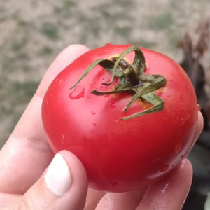 10+ Adet Y�zy�ll�k Atal�k Domates Tohumu