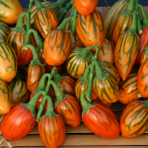 10+ �izgili Togo Patl�can� Tohumu - Geleneksel