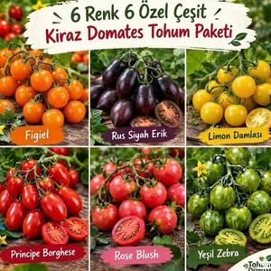 6 Renk 6 �zel T�r Kiraz Domates Tohumu Paketi - 60+ Tohum