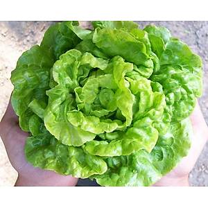 150+ Adet Minyat�r Saks� Marulu Tohumu