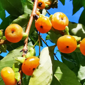 20+ Adet Kara Hurma Tohumu - Diospyros Lotus
