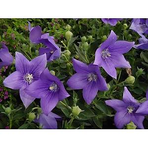 Mavi Balon �i�e�i Tohumu