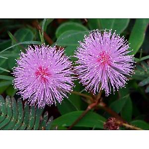 30+ Adet Mimosa Pudica- K�st�m �i�e�i Tohumu-Deprem �i�e�i- Dokunma Bana �i�e�i