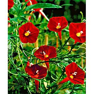 10+ Adet Kardinal Sarma���� Tohumu- K�rm�z� �i�ekli