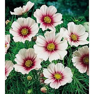 30+ Adet Cosmos Daydream �i�ek Tohumu- Muhte�em �i�ekler