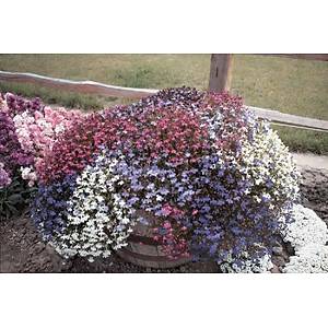 1200+ Adet Lobelya Bitkisi Tohumu- Kar���k �i�ekli