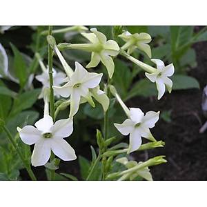 350+ Adet Dev Yasemin T�t�n� Sarma��k Tohumu- Parf�m Kokulu