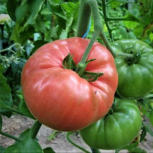 10+ Adet Dev Pembe Alman Domatesi Tohumu- S�r�k Tipi Domates
