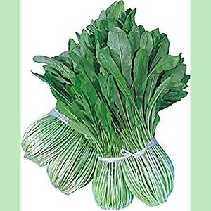 100+ Adet Mibuna Aromatik Ye�illik Tohumu