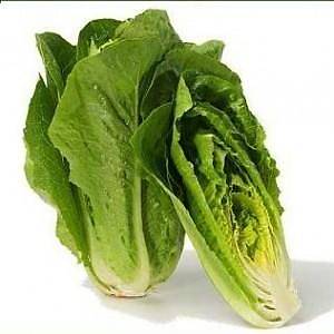 150+ Adet Parris Island Cos G�bek Marul Tohumu