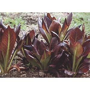 200+ adet Alacal� K�� Marulu Tohumu- G�bek Marul