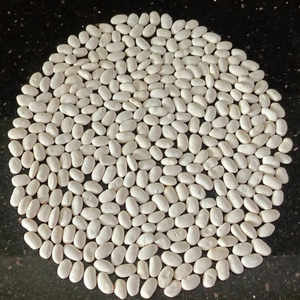 10+ Adet Bolu G�yn�k Atal�k Yerli Fasulye Tohumu