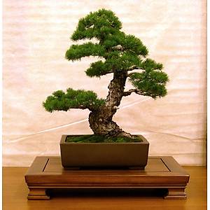 10 Adet Pinus Mugo Pumilio Bonsai Tohumu