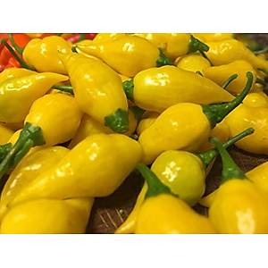 10+ Adet Habanero Limon �ok Ac� Biber Tohum