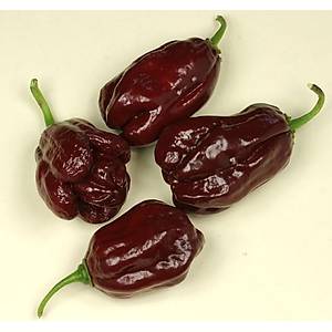 10+ Adet Kahverengi Habanero �ok Ac� Biber Tohumu- D�nya'n�n En Ac� Biber T�rlerinden