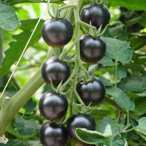 10+ Adet Siyah Salk�m Domates Tohumu - Koleksiyonluk Domates T�r�