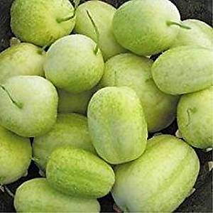 10+ Adet Kristal Elma Salatal�k Tohumu