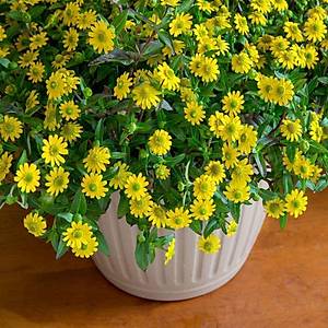 100+ Adet Yay�l�c� Zinnia Tohumu