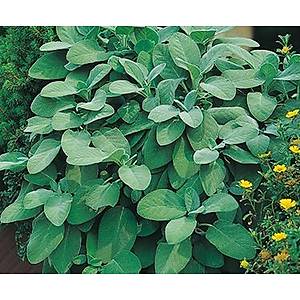 10+ Adet Geni� Yaprakl� Ada�ay� Tohumu