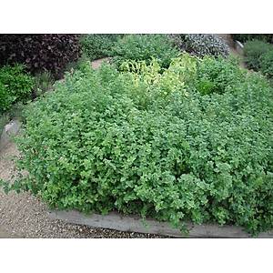 500+ Adet Yunan Mercan K��k Tohumu