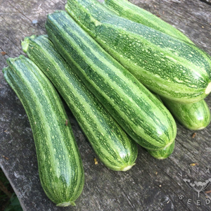 10+ Adet �talyan Cocozelle �izgili Yaz Kaba�� Tohumu