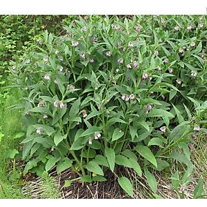 6 Adet Karakafes Otu- E�ek Otu Tohumu