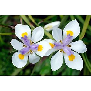 Afrika Zambak S�seni Tohumu- Beyaz �i�ekli