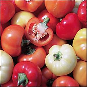 Ac� Biber Tohumu- Alma Paprika Rengarenk Biber