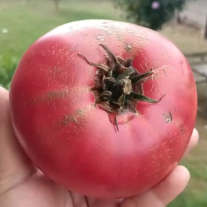 10+ Adet G�rc� Pembesi Domatesi Tohumu-  Atal�k Domates