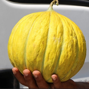 10+ Adet On Dilim Kavun Tohumu - Geleneksel