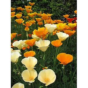 200+ Adet Acem Lalesi- Kaliforniya Gelincik Tohumu