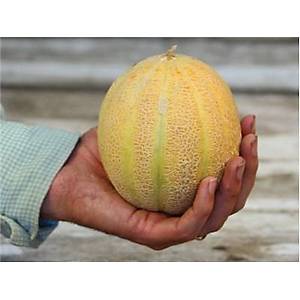 10+ Adet C�ce Minesota Cep Kavunu Tohumu