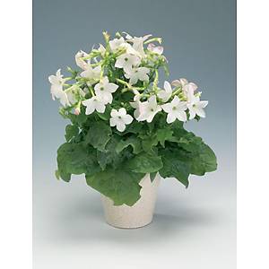 350+ Adet Yasemin T�t�n� Sarma��k Tohumu- Beyaz �i�ek-Parf�m Kokulu