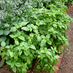100+ Adet Tatl� Fesle�en Tohumu - Sweet Basil